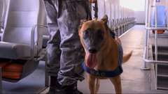 В мире. Псы-защитники. Доброе утро. Фрагмент выпуска от 20.06.2016