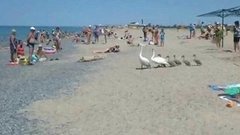 Лебединая семья на море. Хиты интернета