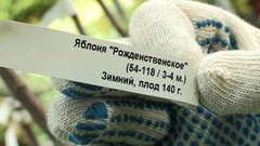 Как расшифровать этикетку на саженце. Доброе утро. Фрагмент выпуска от 11.07.2016