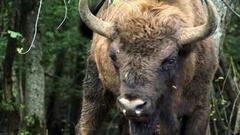 В гостях у зубров. Доброе утро. Фрагмент выпуска от 19.07.2016