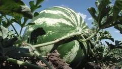 Время есть арбузы! Доброе утро. Фрагмент выпуска от 09.09.2016