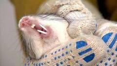 Кто в холодильнике живет? Доброе утро. Фрагмент выпуска от 08.11.2016