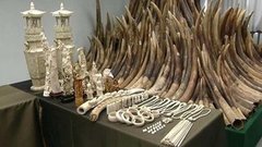 В мире. Контрабанда слоновой кости. Доброе утро. Фрагмент выпуска от 30.07.2015