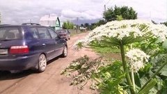 Осторожно, борщевик! Доброе утро. Фрагмент выпуска от 23.07.2015