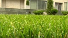 Косить? Не косить? Доброе утро. Фрагмент выпуска от 22.07.2015