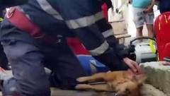 В Румынии пожарный оказал экстренную помощь пострадавшей на пожаре собаке и спас псу жизнь. Хиты интернета