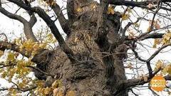 Дуб, который Петра I помнит. Доброе утро. Фрагмент выпуска от 19.12.2016