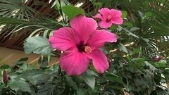 Кругом цветы. Доброе утро. Фрагмент выпуска от 17.07.2015