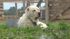 Кому мешают зоозащитники. Доброе утро. Фрагмент выпуска от 16.07.2015