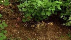 Как избавиться от тли. Доброе утро. Фрагмент выпуска от 16.07.2015