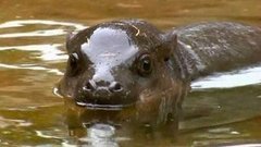 В мире. Австралия: карликовый бегемотик. Доброе утро. Фрагмент выпуска от 09.07.2015