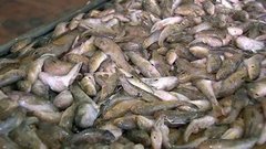 Консервы из самого рыбного края России. Контрольная закупка. Фрагмент выпуска от 02.09.2014