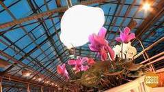 Комнатные растения: да будет свет! Доброе утро. Фрагмент выпуска от 19.01.2017