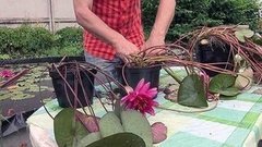 Во саду ли в огороде. Доброе утро. Фрагмент выпуска от 03.07.2015