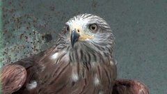 Сапсан, канюк и другие городские жители. Доброе утро. Фрагмент выпуска от 02.07.2015