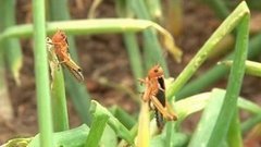 Саранча наступает! Доброе утро. Фрагмент выпуска от 25.06.2015