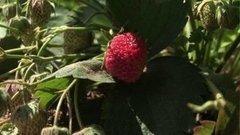 Да здравствует земляника! Доброе утро. Фрагмент выпуска от 22.06.2015