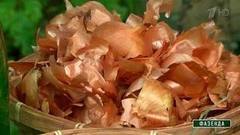 БАДы для растений. Фазенда. Фрагмент выпуска от 19.02.2017