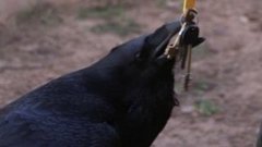 Четвероногие и пернатые хулиганы. Доброе утро. Фрагмент выпуска от 11.06.2015