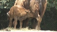 В мире. Бизончик. Доброе утро. Фрагмент выпуска от 08.06.2015