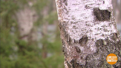 Береза, накапай пять литров! Доброе утро. Фрагмент выпуска от 30.03.2017