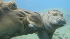 В мире. Юная бегемотиха. Доброе утро. Фрагмент выпуска от 01.06.2015