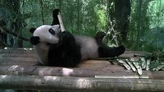 В мире. Панда Мей-Шонг. Доброе утро. Фрагмент выпуска от 26.05.2015