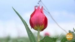 Тюльпаны цветут! Доброе утро. Фрагмент выпуска от 17.04.2017