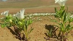 В мире. Цветы в пустыне. Доброе утро. Фрагмент выпуска от 20.05.2015