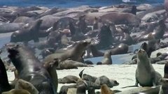 В мире. Морской лев в городе. Доброе утро. Фрагмент выпуска от 19.05.2015