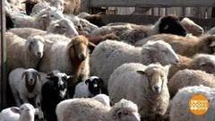 Считаем овец. С GPS! Доброе утро. Фрагмент выпуска от 05.05.2017