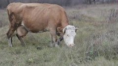 Каждой корове — персональный номер. Доброе утро. Фрагмент выпуска от 13.05.2015