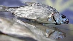 Вяленая рыба. Доброе утро. Фрагмент выпуска от 12.05.2015