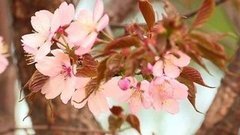 Хочу все знать. Сакура цветет! Доброе утро. Фрагмент выпуска от 05.05.2015