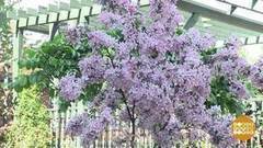 Постучите по дереву! Доброе утро. Фрагмент выпуска от 29.05.2017