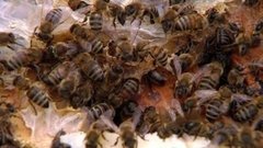 Хочу все знать. Пчелы-мигранты. Доброе утро. Фрагмент выпуска от 24.04.2015