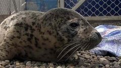 Животные. Детeныш-найдeныш. Доброе утро. Фрагмент выпуска от 15.04.2015