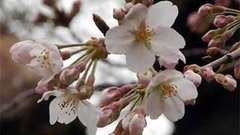 В мире. Цветение сакуры. Доброе утро. Фрагмент выпуска от 09.04.2015