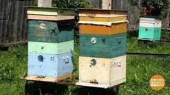 Неправильные пчелы? Доброе утро. Фрагмент выпуска от 21.07.2017