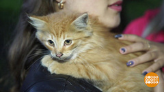 Кошачьи спасители. Доброе утро. Фрагмент выпуска от 27.07.2017