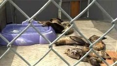 В мире. Спасли морских львят. Доброе утро. Фрагмент выпуска от 31.03.2015