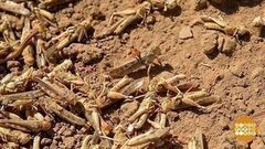 Нашествие саранчи.Доброе утро. Фрагмент выпуска от 04.08.2017