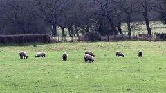 Овечий сезон. Оружие для учительниц. Птичий грипп. Дорожки для велосипедов. Всемирный день кита. Доброе утро. Фрагмент выпуска от 19.02.2015