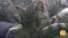 Их бросили… Доброе утро. Фрагмент выпуска от 06.10.2017