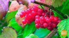 Калина красная. И полезная. Доброе утро. Фрагмент выпуска от 03.11.2017