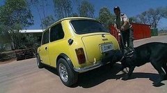 Переучет в зоопарке. Карнавал. Псы-охранники. Ледяной фестиваль. Доброе утро. Фрагмент выпуска от 29.01.2015