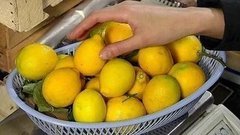 Лимоны. Доброе утро. Фрагмент выпуска от 23.01.2015