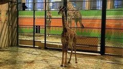 Красноярский жирафик. Доброе утро. Фрагмент выпуска от 22.01.2015