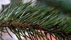 Лечимся елкой. Доброе утро. Фрагмент выпуска от 16.01.2015