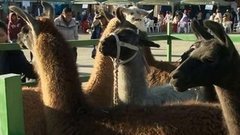 В мире. Шерсть альпак. Доброе утро. Фрагмент выпуска от 07.09.2015